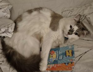 En katt myser tillsammans med två bingolotter