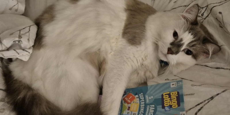 En katt myser tillsammans med två bingolotter