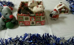 Tre små tamråttor kikar upp ur en julklapp