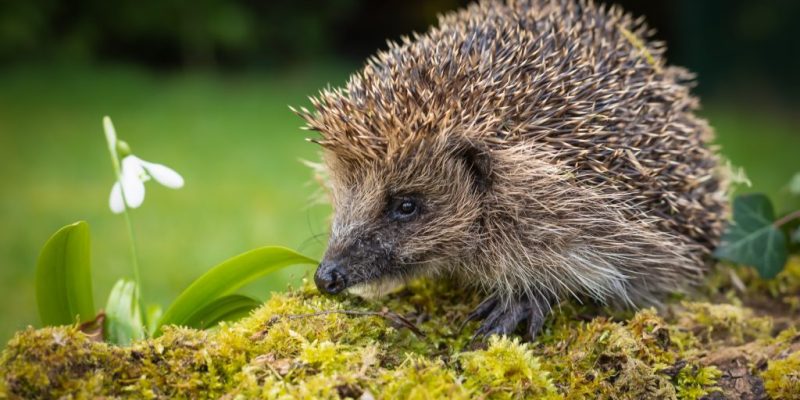 En igelkott bredvid en liten vårblomma sitter på mossa.