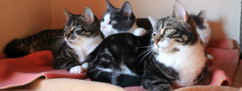 oase kost identifikation Att adoptera | Djurskyddet Kattfotens katthem