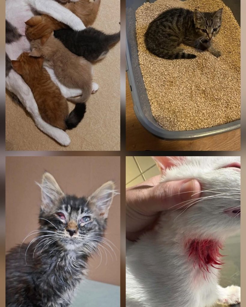Kan vara en bild av katt