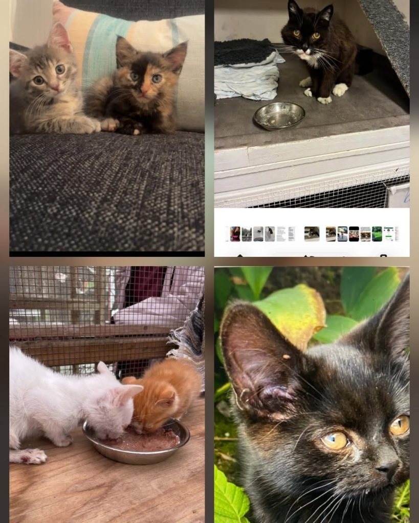 Kan vara en bild av katt och text
