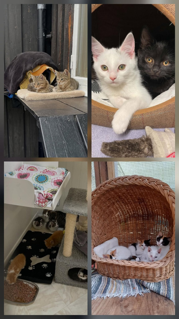 Kan vara en bild av katt