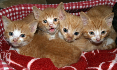 Fyra små gula kattungar