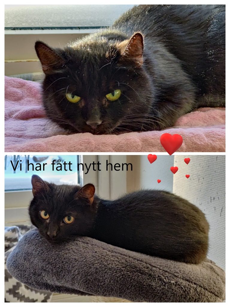 Pettson Findus Har F tt Nytt Hem Djurskyddet Kristinehamn