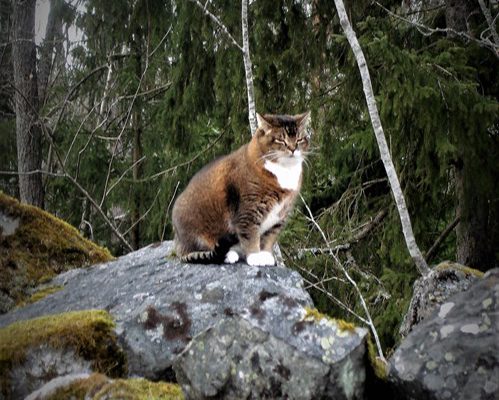 Katt i skogen
