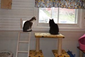 Katter på katthem
