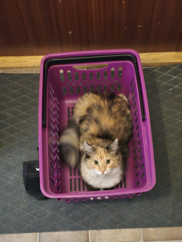 Shoppingdags, tycker Alice!