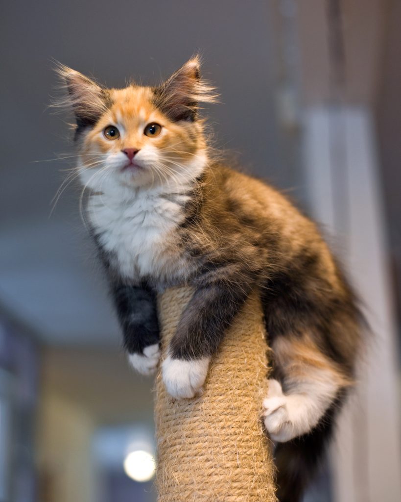 En ung Alice gästade katthemmet under sin första tid i livet. 