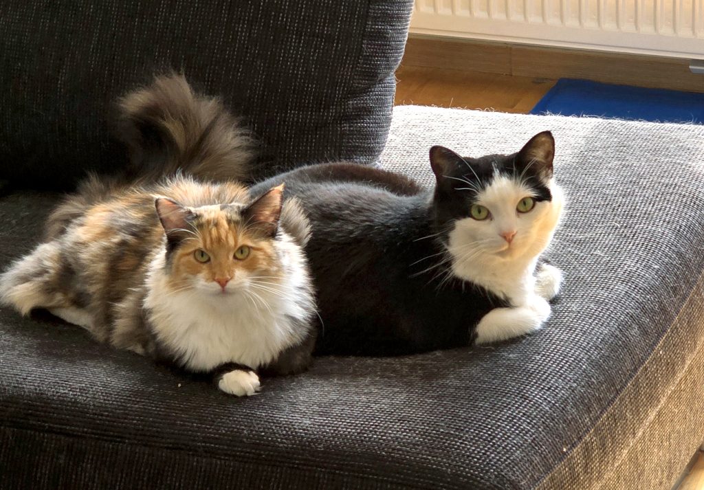 Alice och nya vännen Bizze.