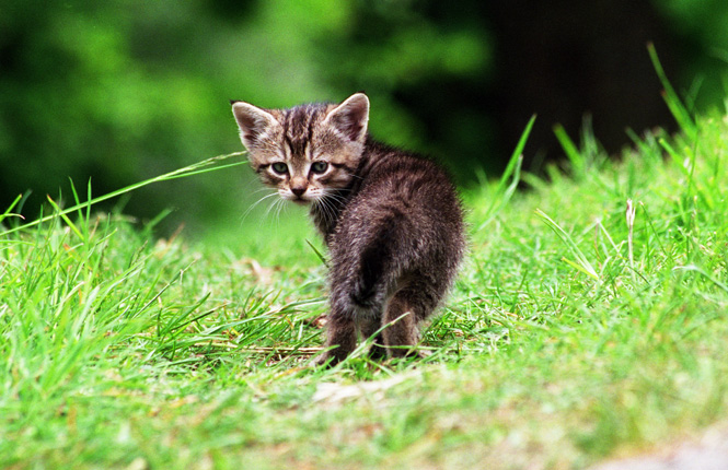 kattunge ensam i skogen