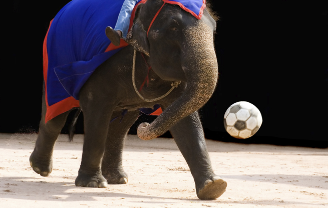 Elefant med boll