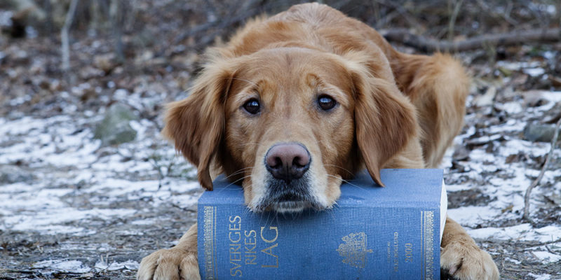 Bild på hund med lagbok