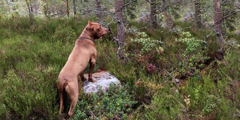 Hunden Igor i skogen