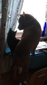 Hunden Igor med en katt