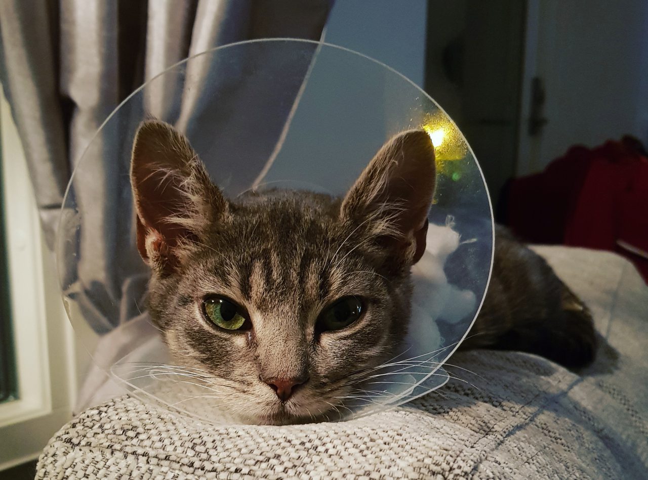 Forkert Berettigelse Springe Kattungen Figaros dagar var räknade – nu hjälper han andra hemlösa katter |  Djurskyddet
