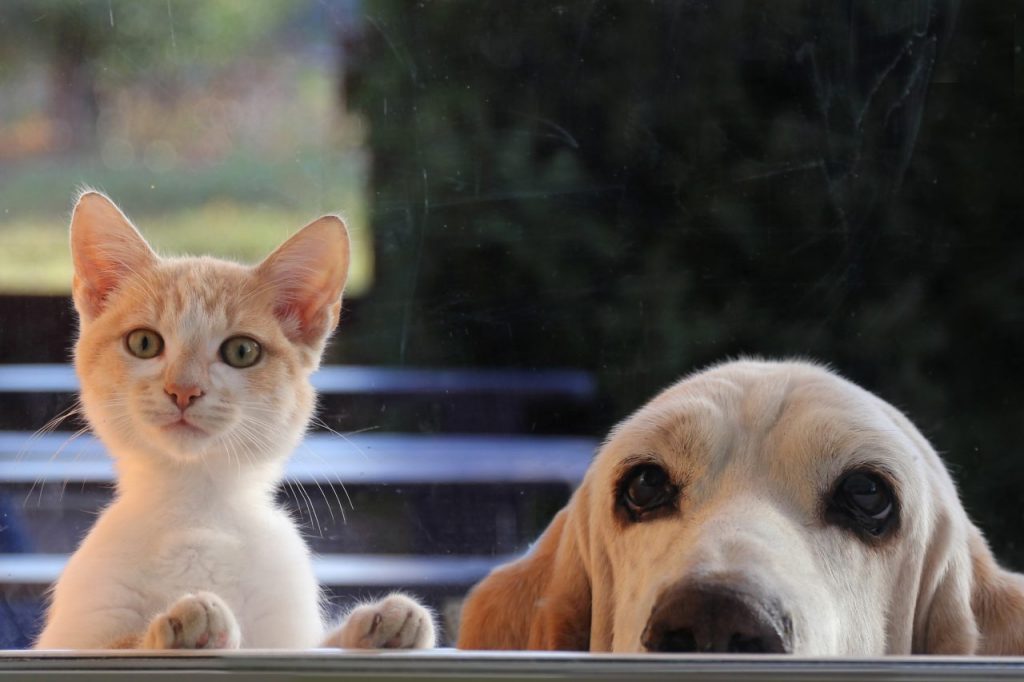 Katt och hund tittar upp i ett fönster