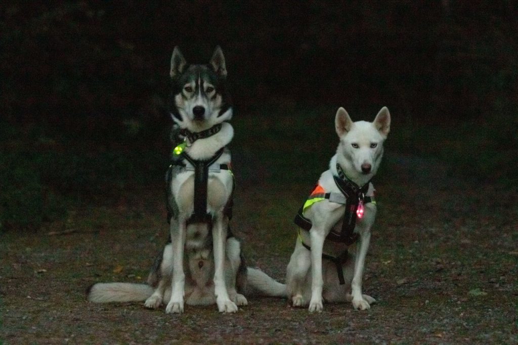 Två hundar med blinklampor