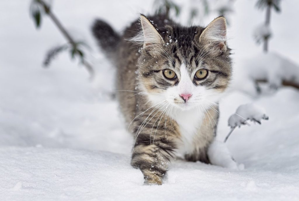 Gråvit katt i snö