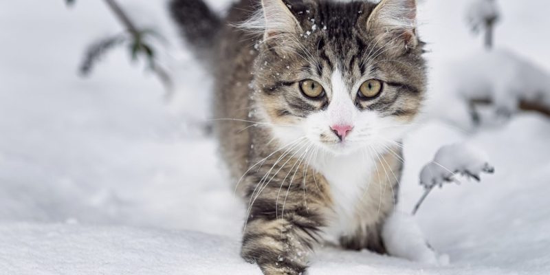Gråvit katt i snö