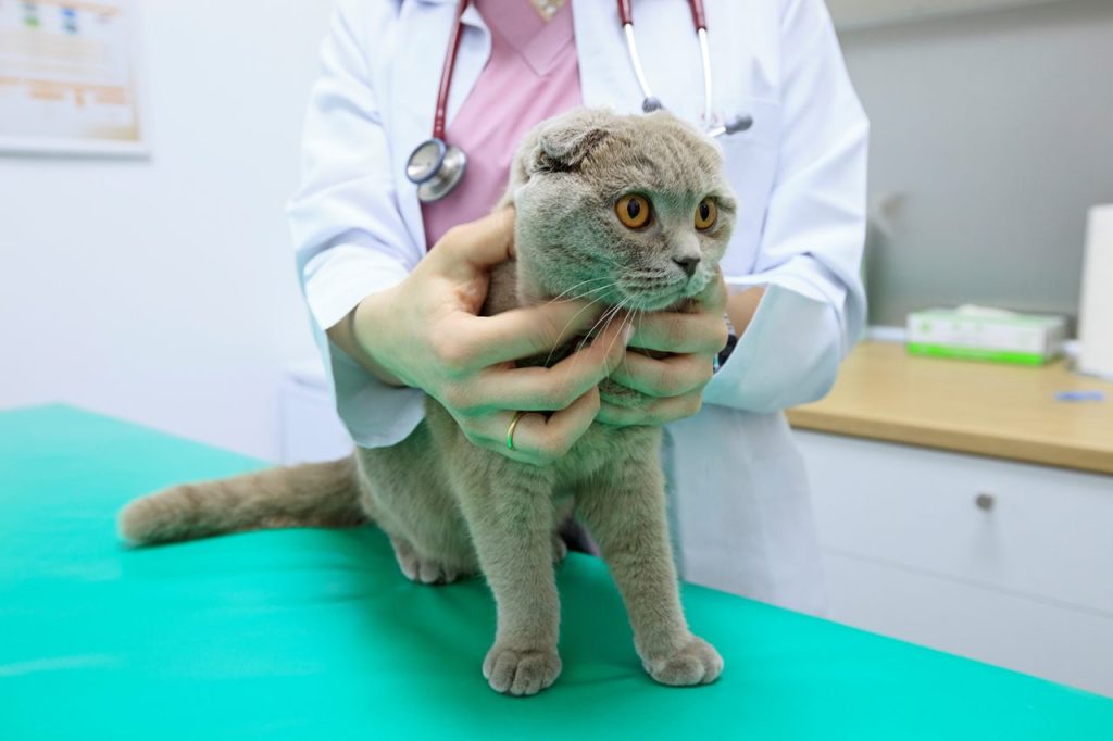 Scottish fold hos veterinär