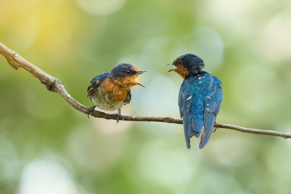 Två fåglar sitter på en gren och tittar på varandra med näbbarna öppna som om de pratar med varandra.