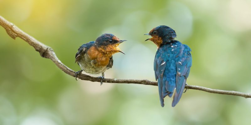 Två fåglar sitter på en gren och tittar på varandra med näbbarna öppna som om de pratar med varandra.