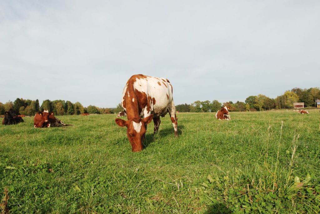 En ko som betar i solsken och tre kor ligger ner och vilar i gräset. 