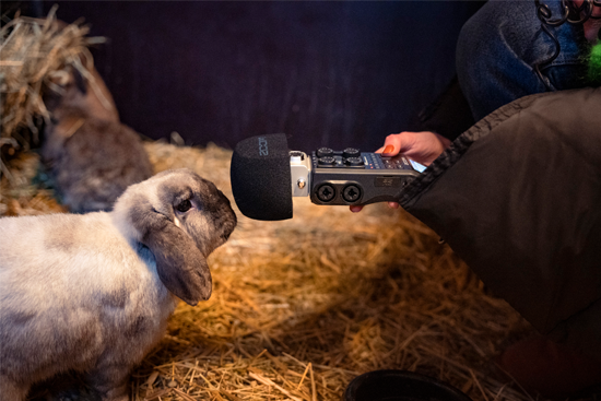 kanin som sträcker nosen mot en mikrofon