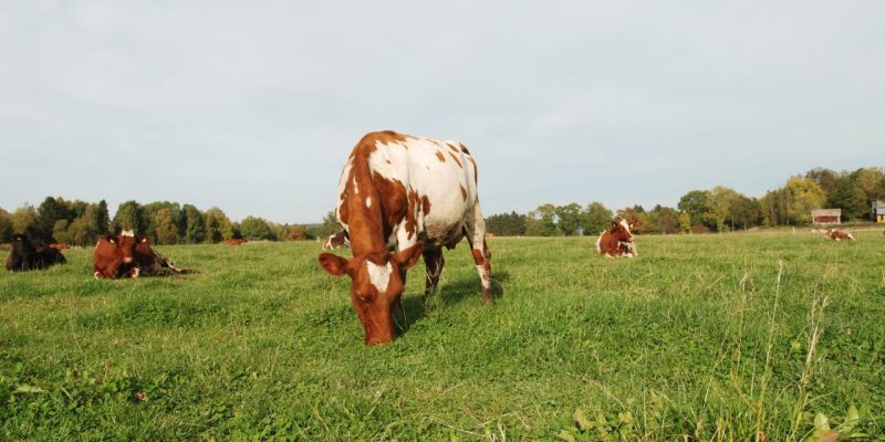 Ko som betar. I bakgrunden vilar två kor i gräset.
