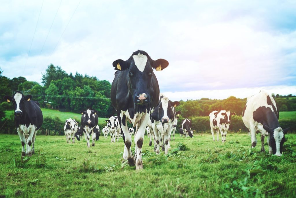 Kor av mjölkras som promenerar mot kameran