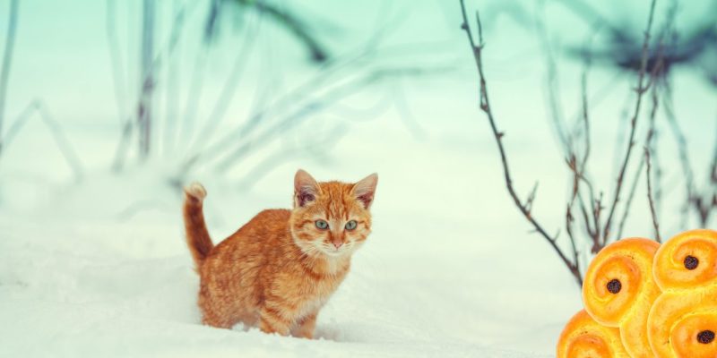 Katt i snö men en inklippt lussebulle på ena sidan.