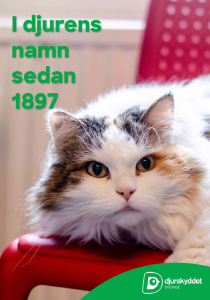 Framsidan av broschyren föreställer en långhårig katt som tittar in i kameran. Och texten I djurens namn sedan 1897.