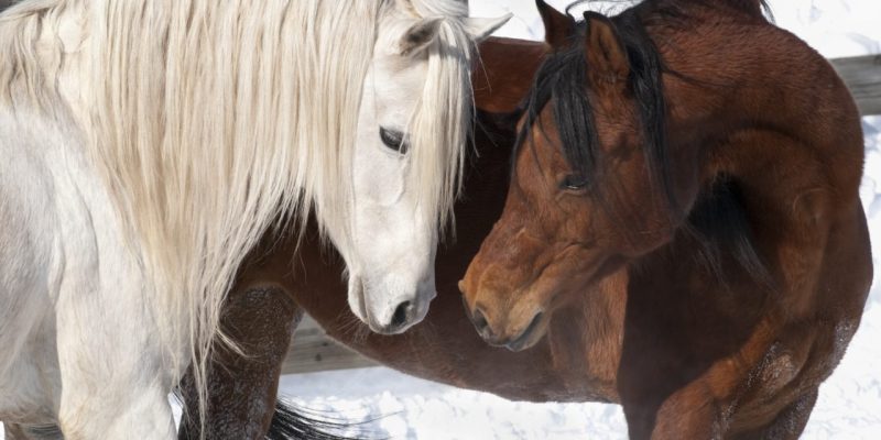 Två hästar i vintermiljö som står med huvudena mot varandra.