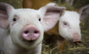 Två griskultingar som tittar in i kameran.