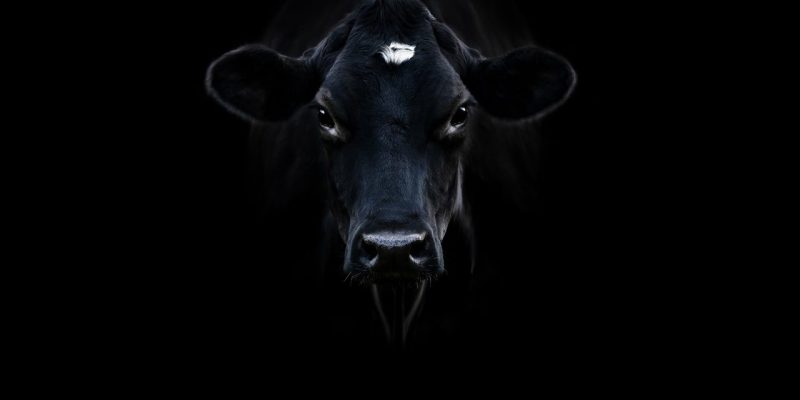 Närbild på en kos ansikte. Kon tittar rakt in i kameran