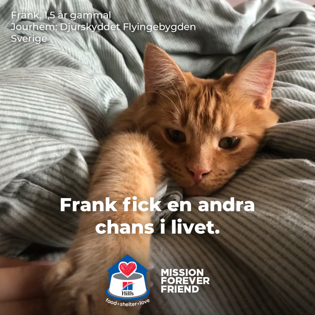 Katten Frank som ligger utsträckt på en säng. 