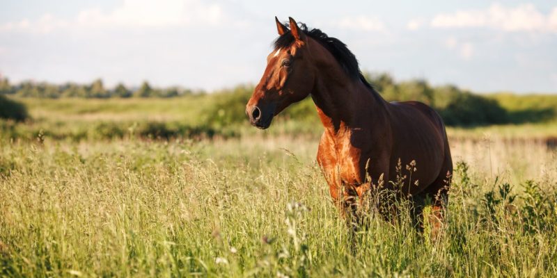 Häst som tittar ut över ett fält.