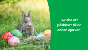 Kanin tillsammans med färgglada påskägg.