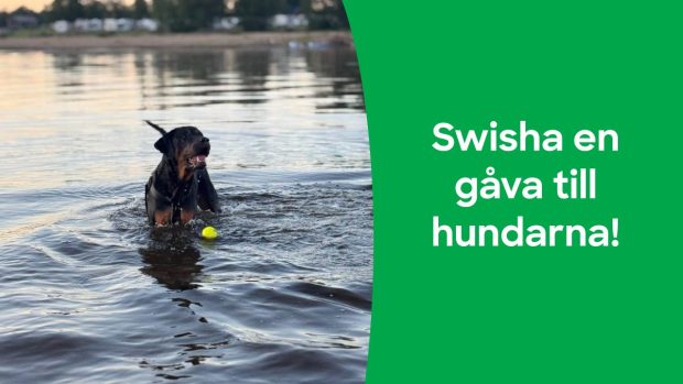 Hunden Zeb badar i solnedgången. Zeb är en rottweiler. Han ser glad ut, viftar på svansen.