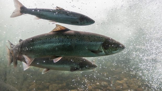 Tre laxar simmar i havet