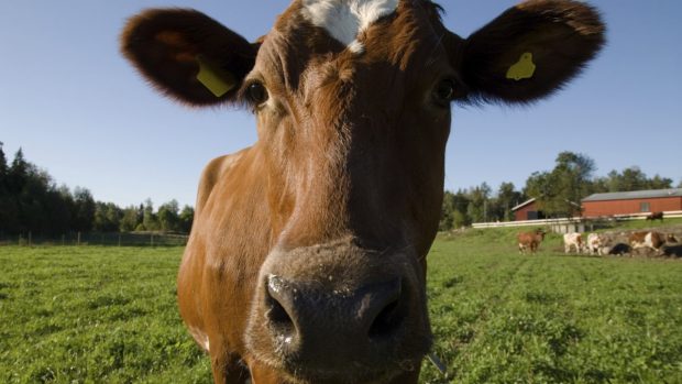 Närbild på ko som är utomhus i gräset. Bondgård i bakgrunden. Soligt väder.