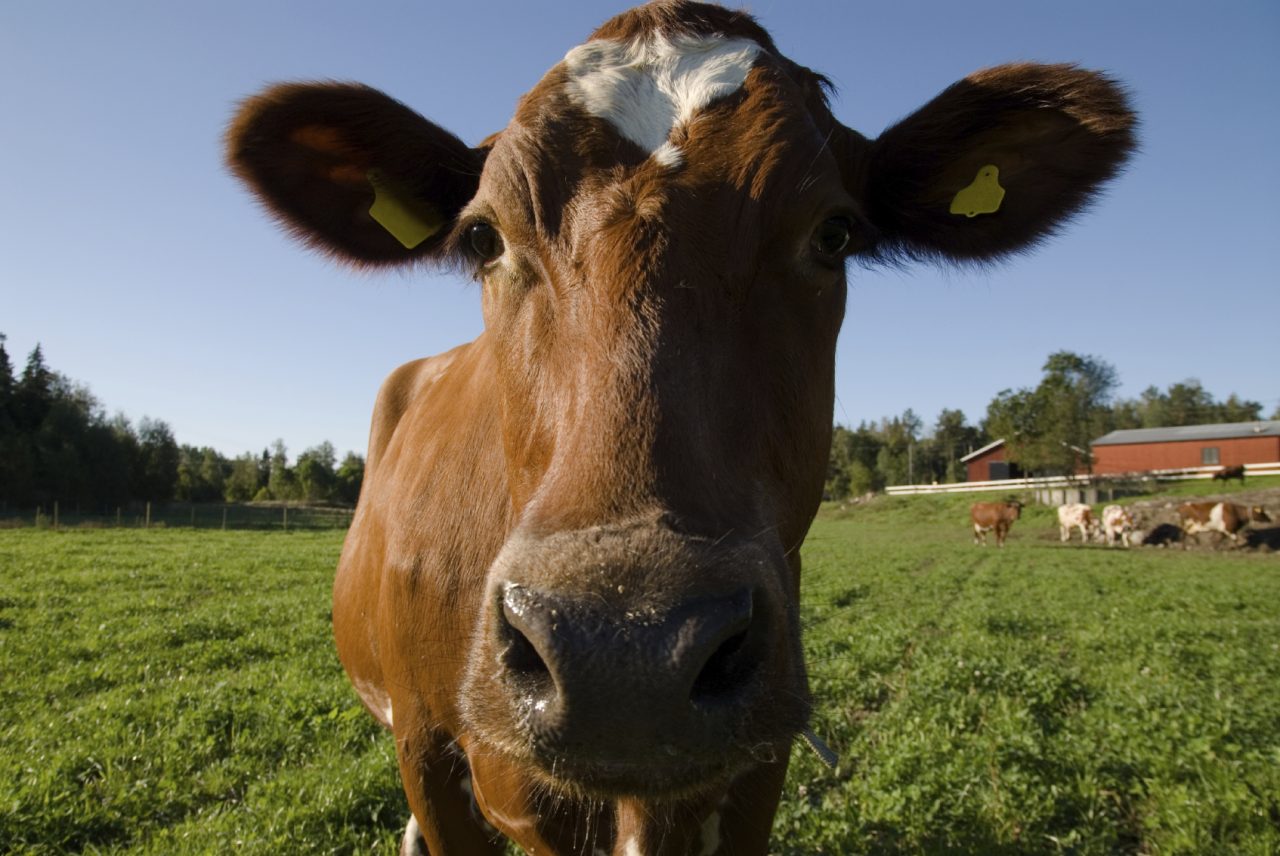 Närbild på ko som är utomhus i gräset. Bondgård i bakgrunden. Soligt väder.