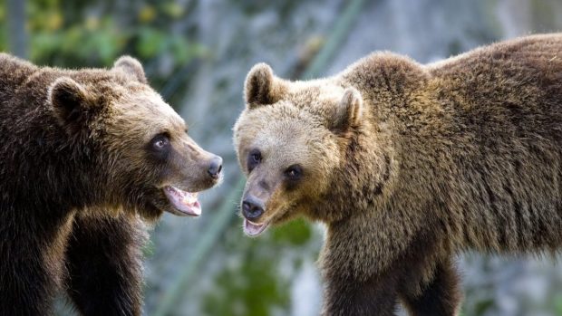 två björnar socialiserar med varandra i skogen.
