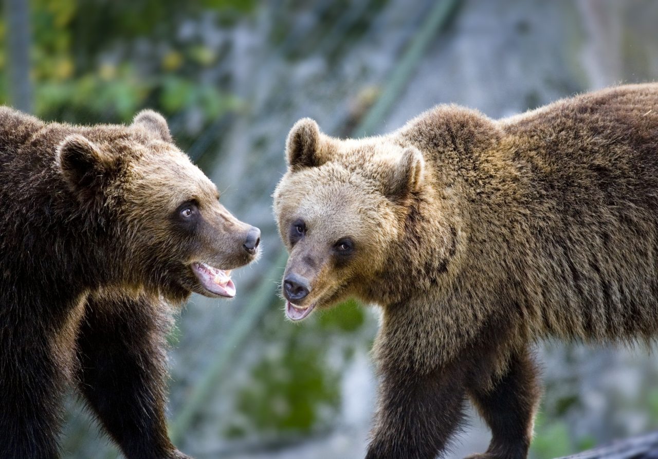 två björnar socialiserar med varandra i skogen.