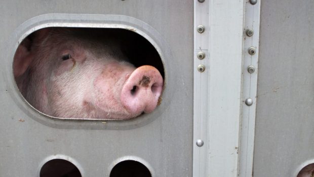 Gris kikar ut från en transport