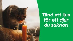 Stämningsfull bild där en katt sitter vid ett ljus. Text på bild: Tänd ett ljus för ett djur du saknar.