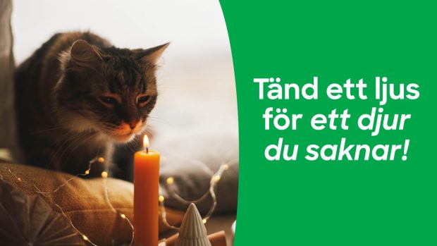 Stämningsfull bild där en katt sitter vid ett ljus. Text på bild: Tänd ett ljus för ett djur du saknar.