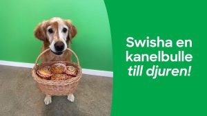 Bild på Golden retrievern Party som sitter med en korg med kanelbullar i munnen. Text på bild: Swisha en kanelbulle till djuren.
